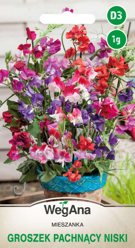 Groszek pachnący Cupid 1 g