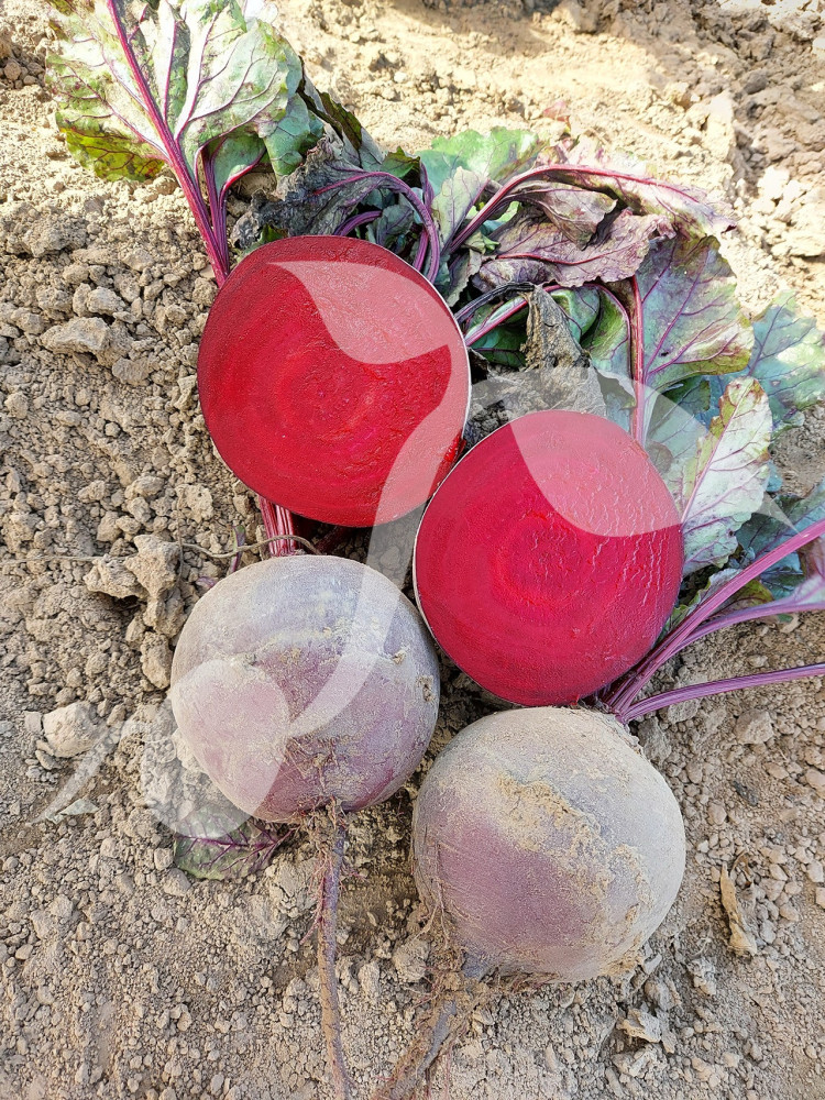 Burak ćwikłowy Bona 20 g