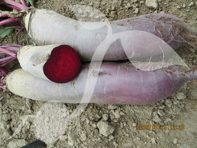 Burak ćwikłowy Renova 20g