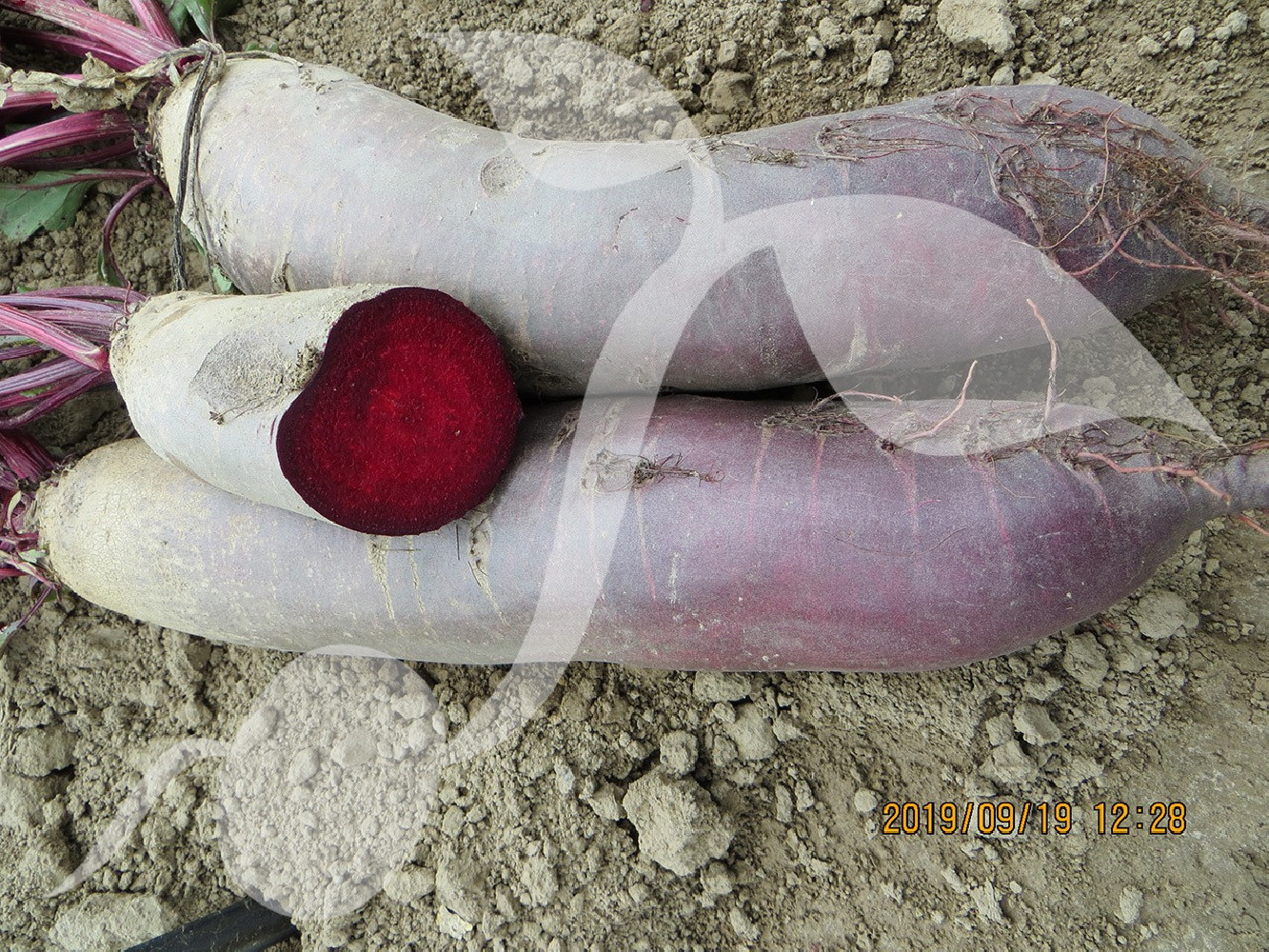 Burak ćwikłowy Renova 20g