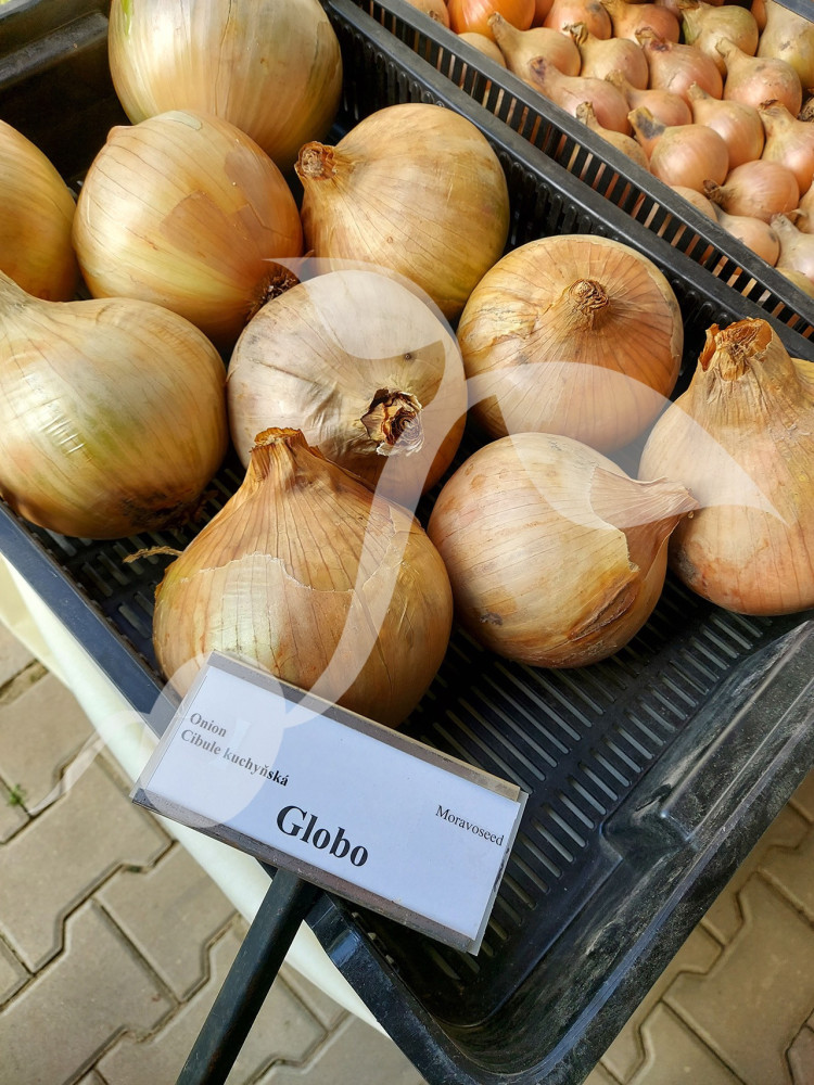 Cebula Globo 2g