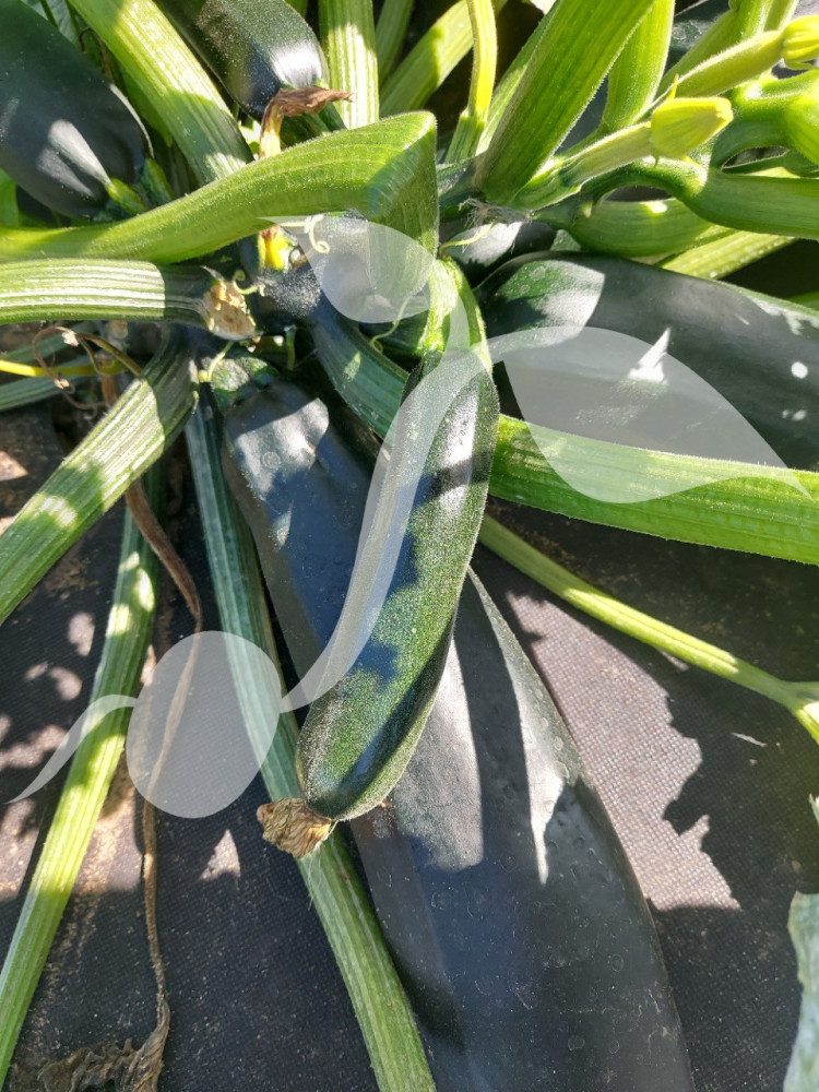 Cukinia Terminator F1 2g