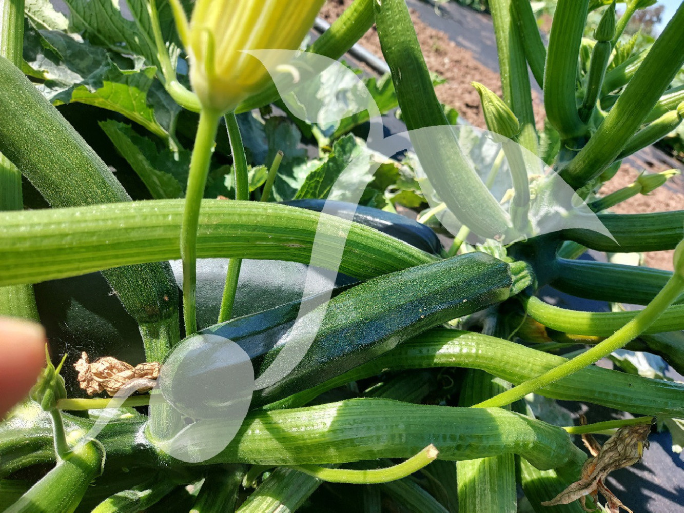 Cukinia Terminator F1 2g