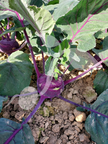 Kalarepa Blankyt 2 g