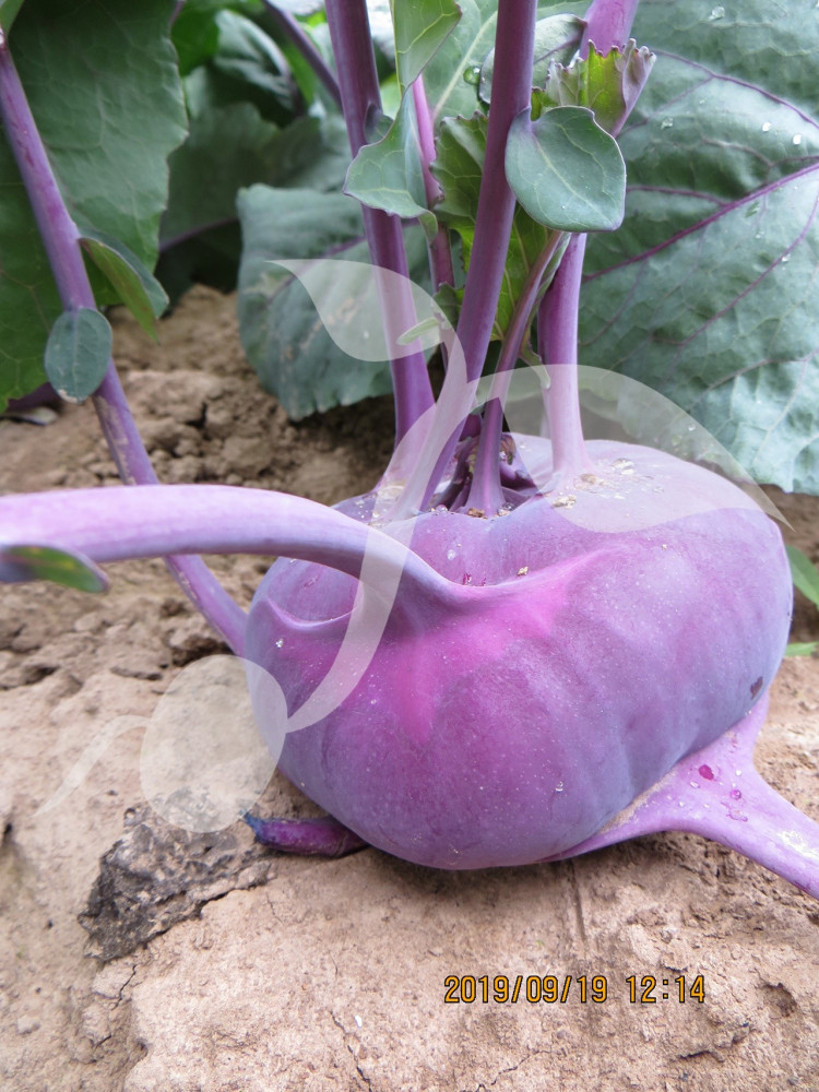 Kalarepa Blankyt 2 g